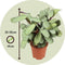Plant in a Box - Ctenanthe Amagris - Grijs/groen blad - Groene kamerplant - Pot 14cm - Hoogte 25-35cm