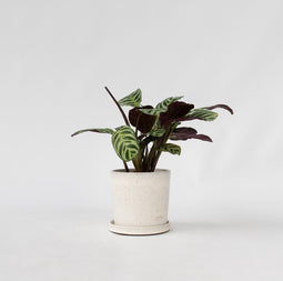Plant in a Box - Ctenanthe Amagris - Mooi gekleurd blad - Groene kamerplant - Pot 12cm - Hoogte 20-30cm