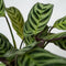 Plant in a Box - Ctenanthe Amagris - Mooi gekleurd blad - Groene kamerplant - Pot 12cm - Hoogte 20-30cm