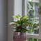Plant in a Box - Ctenanthe Amagris - Mooi gekleurd blad - Groene kamerplant - Pot 12cm - Hoogte 20-30cm