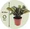 Plant in a Box - Ctenanthe Amagris - Mooi gekleurd blad - Groene kamerplant - Pot 12cm - Hoogte 20-30cm