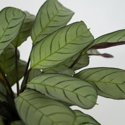 Plant in a Box - Ctenanthe Amagris - Set van 2 - Mooi gekleurd blad - Groene kamerplant - Pot 14cm - Hoogte 25-35cm