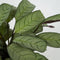 Plant in a Box - Ctenanthe Amagris - Set van 2 - Mooi gekleurd blad - Groene kamerplant - Pot 14cm - Hoogte 25-35cm