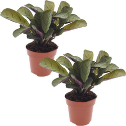 Plant in a Box - Ctenanthe Amagris - Set van 2 - Mooi gekleurd blad - Groene kamerplant - Pot 12cm - Hoogte 20-30cm