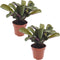 Plant in a Box - Ctenanthe Amagris - Set van 2 - Mooi gekleurd blad - Groene kamerplant - Pot 12cm - Hoogte 20-30cm