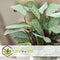 Plant in a Box - Ctenanthe Amagris - Set van 2 - Mooi gekleurd blad - Groene kamerplant - Pot 12cm - Hoogte 20-30cm