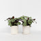 Plant in a Box - Ctenanthe Amagris - Set van 2 - Mooi gekleurd blad - Groene kamerplant - Pot 14cm - Hoogte 25-35cm