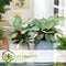 Plant in a Box - Ctenanthe Amagris - Set van 2 - Mooi gekleurd blad - Groene kamerplant - Pot 12cm - Hoogte 20-30cm