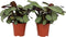 Plant in a Box - Ctenanthe Amagris - Set van 2 - Mooi gekleurd blad - Groene kamerplant - Pot 14cm - Hoogte 25-35cm