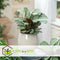 Plant in a Box - Ctenanthe Amagris - Set van 2 - Mooi gekleurd blad - Groene kamerplant - Pot 12cm - Hoogte 20-30cm