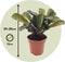 Plant in a Box - Ctenanthe Amagris - Set van 2 - Mooi gekleurd blad - Groene kamerplant - Pot 12cm - Hoogte 20-30cm