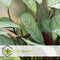 Plant in a Box - Ctenanthe Amagris - Set van 2 - Mooi gekleurd blad - Groene kamerplant - Pot 12cm - Hoogte 20-30cm