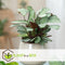 Plant in a Box - Ctenanthe Amagris - Set van 2 - Mooi gekleurd blad - Groene kamerplant - Pot 12cm - Hoogte 20-30cm
