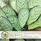 Plant in a Box - Ctenanthe Amagris - Set van 2 - Mooi gekleurd blad - Groene kamerplant - Pot 12cm - Hoogte 20-30cm