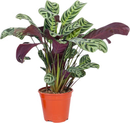 Plant in a Box - Ctenanthe 'gebedsplant' - Ctenanthe burle-marxii - Groen/paarse bladeren - Pot 12cm - Hoogte 25-40cm