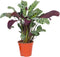 Plant in a Box - Ctenanthe 'gebedsplant' - Ctenanthe burle-marxii - Groen/paarse bladeren - Pot 12cm - Hoogte 25-40cm