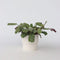 Plant in a Box - Ctenanthe 'gebedsplant' - Ctenanthe burle-marxii - Groen/paarse bladeren - Pot 14cm - Hoogte 30-40cm