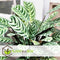 Plant in a Box - Ctenanthe 'gebedsplant' - Ctenanthe burle-marxii - Groen/paarse bladeren - Pot 12cm - Hoogte 25-40cm