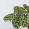 Plant in a Box - Ctenanthe 'gebedsplant' - Ctenanthe burle-marxii - Groen/paarse bladeren - Pot 14cm - Hoogte 30-40cm