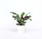 Plant in a Box - Ctenanthe 'gebedsplant' - Ctenanthe burle-marxii - Groen/paarse bladeren - Pot 12cm - Hoogte 25-40cm