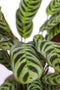 Plant in a Box - Ctenanthe 'gebedsplant' - Ctenanthe burle-marxii - Groen/paarse bladeren - Pot 12cm - Hoogte 25-40cm
