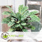 Plant in a Box - Ctenanthe 'gebedsplant' - Ctenanthe burle-marxii - Groen/paarse bladeren - Pot 12cm - Hoogte 25-40cm