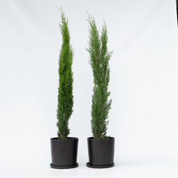 Plant in a Box - Cupressus sempervirens - Set van 2 Toscaanse Cipres - Zuilvormige conifeer - Pot 19cm - Hoogte 70-80cm
