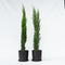 Plant in a Box - Cupressus sempervirens - Set van 2 Toscaanse Cipres - Zuilvormige conifeer - Pot 19cm - Hoogte 70-80cm