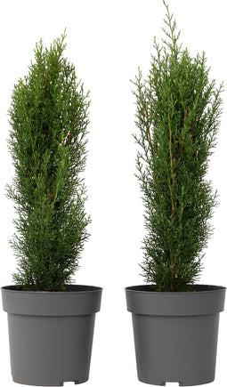 Plant in a Box - Cupressus sempervirens - Set van 2 Toscaanse Cipres 'Totem' - Zuilvormige conifeer - Pot 19cm - Hoogte 60-80cm