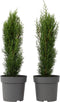 Plant in a Box - Cupressus sempervirens - Set van 2 Toscaanse Cipres 'Totem' - Zuilvormige conifeer - Pot 19cm - Hoogte 60-80cm