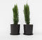 Plant in a Box - Cupressus sempervirens - Set van 2 Toscaanse Cipres 'Totem' - Zuilvormige conifeer - Pot 19cm - Hoogte 60-80cm
