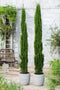 Plant in a Box - Cupressus sempervirens - Set van 2 Toscaanse Cipres - Zuilvormige conifeer - Pot 19cm - Hoogte 70-80cm