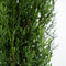 Plant in a Box - Cupressus sempervirens - Set van 2 Toscaanse Cipres 'Totem' - Zuilvormige conifeer - Pot 19cm - Hoogte 60-80cm