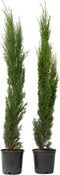 Plant in a Box - Cupressus sempervirens - Set van 2 Toscaanse Cipres - Zuilvormige conifeer - Pot 19cm - Hoogte 70-80cm