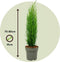 Plant in a Box - Cupressus sempervirens - Set van 2 Toscaanse Cipres 'Totem' - Zuilvormige conifeer - Pot 19cm - Hoogte 60-80cm