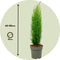 Plant in a Box - Cupressus sempervirens - Set van 2 Toscaanse Cipres 'Totem' - Zuilvormige conifeer - Pot 19cm - Hoogte 60-80cm