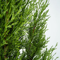 Plant in a Box - Cupressus sempervirens - Toscaanse Cipres - Zuilvormige conifeer - Pot 19cm - Hoogte 70-80cm