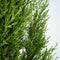 Plant in a Box - Cupressus sempervirens - Toscaanse Cipres - Zuilvormige conifeer - Pot 19cm - Hoogte 70-80cm