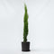 Plant in a Box - Cupressus sempervirens - Toscaanse Cipres - Zuilvormige conifeer - Pot 19cm - Hoogte 70-80cm