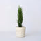 Plant in a Box - Cupressus sempervirens - Toscaanse Cipres - Zuilvormige conifeer - Pot 19cm - Hoogte 60-80cm