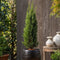 Plant in a Box - Cupressus sempervirens - Toscaanse Cipres - Zuilvormige conifeer - Pot 19cm - Hoogte 70-80cm