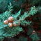 Plant in a Box - Cupressus sempervirens - Toscaanse Cipres - Zuilvormige conifeer - Pot 19cm - Hoogte 60-80cm