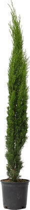 Plant in a Box - Cupressus sempervirens - Toscaanse Cipres - Zuilvormige conifeer - Pot 19cm - Hoogte 70-80cm