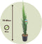 Plant in a Box - Cupressus sempervirens - Toscaanse Cipres - Zuilvormige conifeer - Pot 19cm - Hoogte 70-80cm