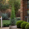 Plant in a Box - Cupressus sempervirens - Toscaanse Cipres - Zuilvormige conifeer - Pot 19cm - Hoogte 60-80cm