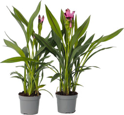Plant in a Box - Curcuma 'Al Siam Supreme'- Set van 2 - Pot 13cm - Hoogte 50-60cm - Kurkuma - Kamerplanten - Bloeiend