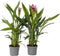 Plant in a Box - Curcuma 'Al Siam Supreme'- Set van 2 - Pot 13cm - Hoogte 50-60cm - Kurkuma - Kamerplanten - Bloeiend