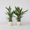Plant in a Box - Curcuma 'Al Siam Supreme'- Set van 2 - Pot 13cm - Hoogte 50-60cm - Kurkuma - Kamerplanten - Bloeiend
