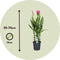 Plant in a Box - Curcuma 'Al Siam Supreme'- Set van 2 - Pot 13cm - Hoogte 50-60cm - Kurkuma - Kamerplanten - Bloeiend