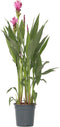 Plant in a Box - Curcuma alismatifolia Siam Supreme - Tropische bloeiende kamerplant Curcuma - Pot 19cm Hoogte 80-100cm